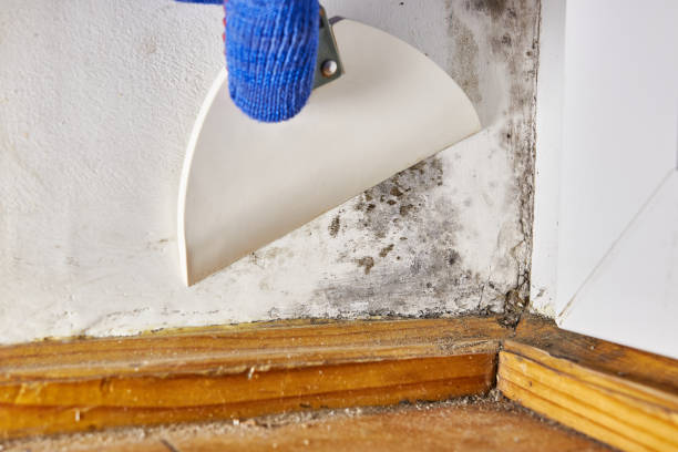 Best Post-Construction Mold Inspection  in North Bonneville, WA